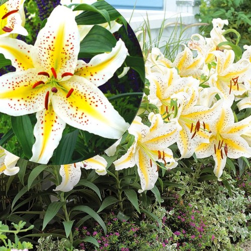 Lilium auratum - Kuldvööt liilia P11/0,75L